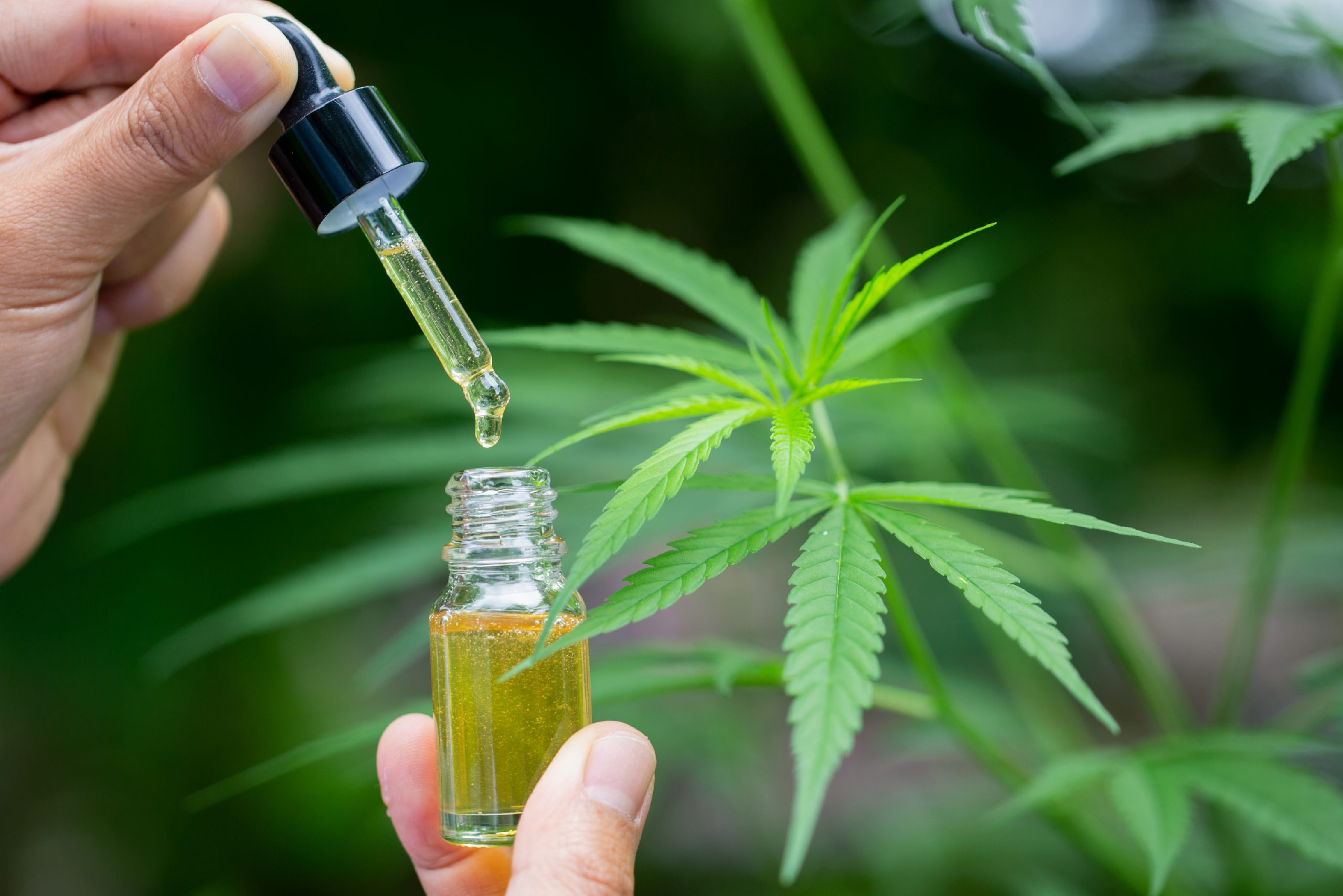 CBD Crude Oil